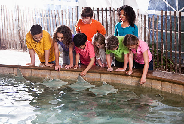 dzieci w zoo stingray załącznik - discovery elementary school field trip zoo zdjęcia i obrazy z banku zdjęć