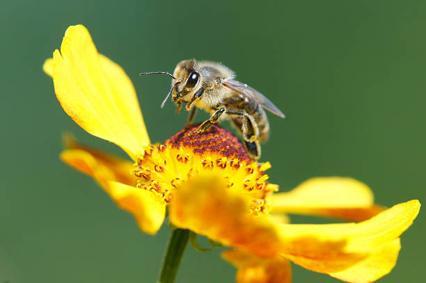 abeja volando inicio a - insect fly animal eye single flower fotografías e imágenes de stock