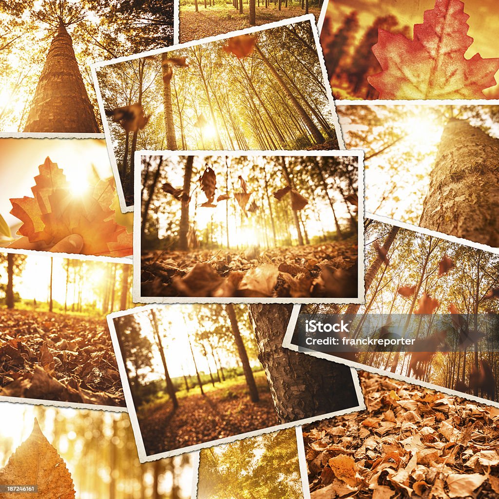 autumn stack of polaroid photos http://blogtoscano.altervista.org/istockbanner/tree.jpg Autumn Stock Photo