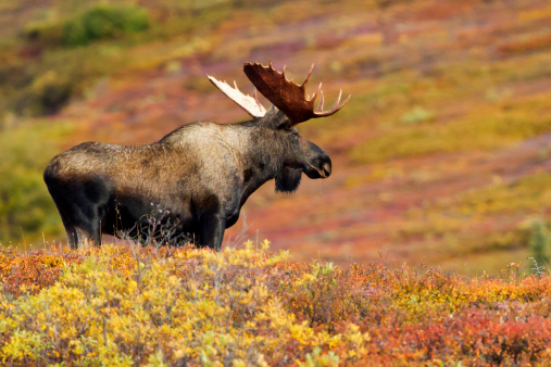 Bull moose looks across colorful tundra in Denali Wilderness,