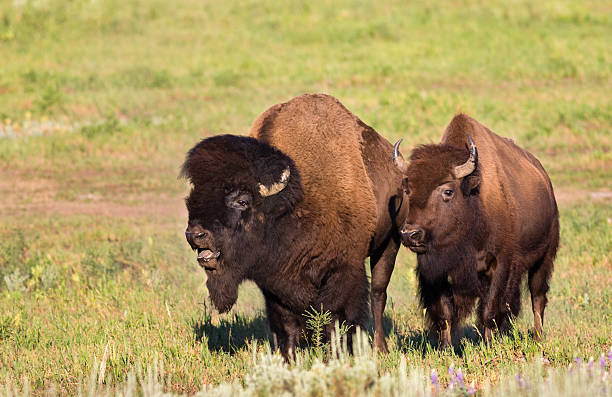 istock American Bison, Bull and Cow 187246365