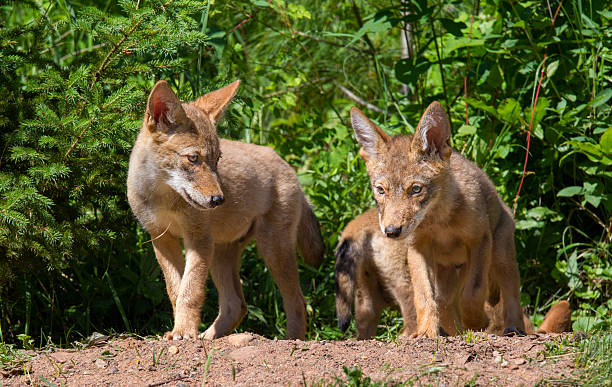coyote chiots - coyote desert outdoors day photos et images de collection