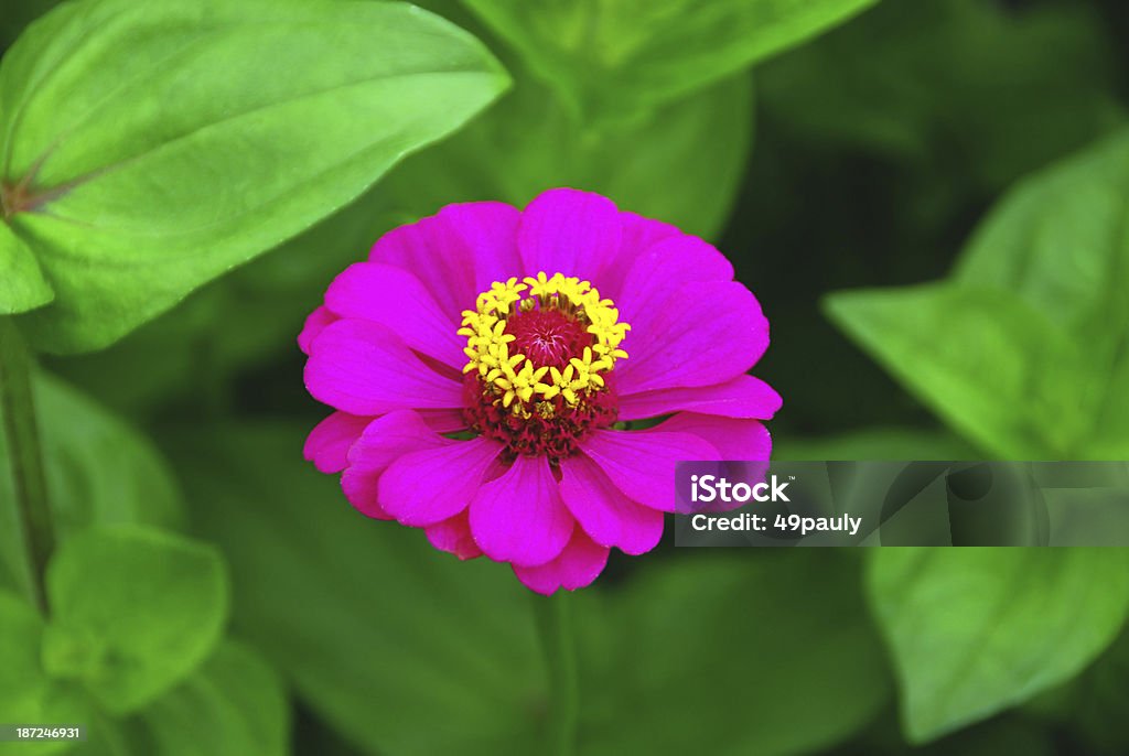 Rosa flor del Cosmos rodeado de hoja - Foto de stock de Cabeza de flor libre de derechos