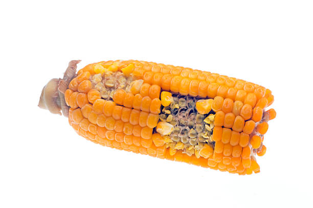 corn cob corn cob on White background corn cob eaten stock pictures, royalty-free photos & images