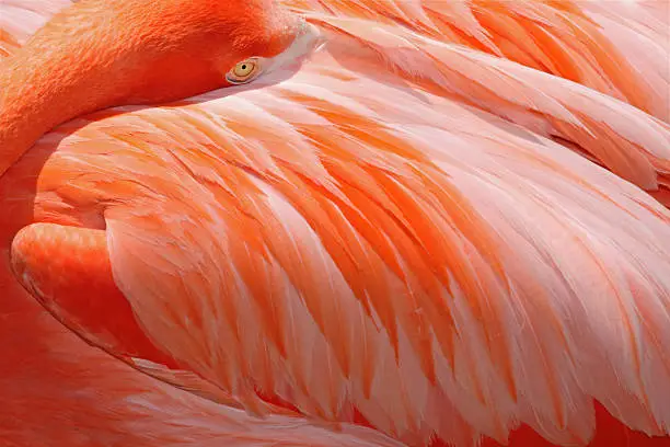 Photo of Flamingo Background