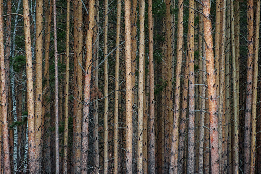 tree trunks are a solid background, pine tree in large numbers. solid background of tree trunks