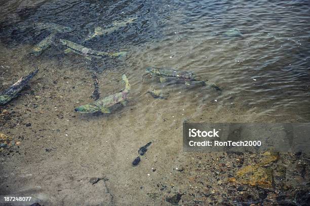 산란기 연어색 강에 대한 스톡 사진 및 기타 이미지 - 강, 꼬리지느러미, 등 지느러미