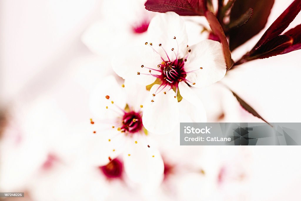 델리케이트 벚꽃 - 로열티 프리 겹벚꽃나무 스톡 사진