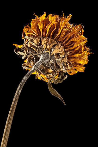 istock Dried sunflower illuminated by strong sidelight 187248511
