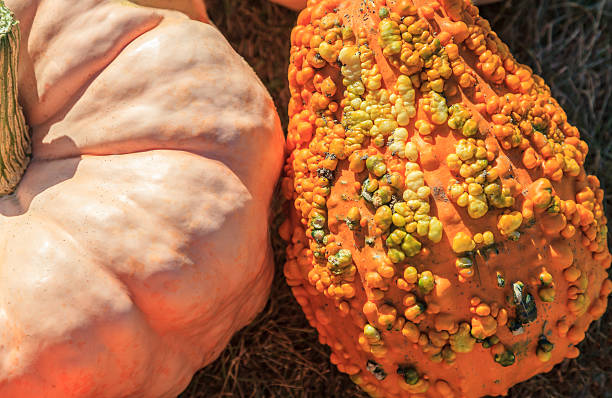 istock Pumpkins for Halloween and Thanksgiving 187248654