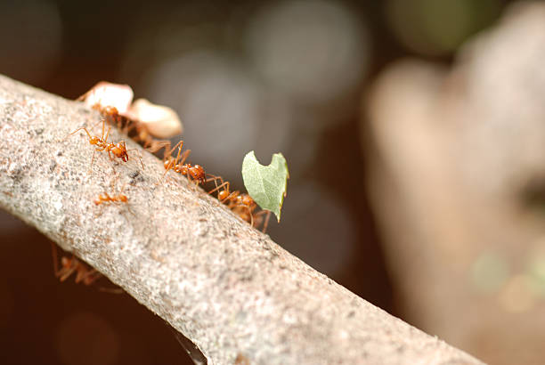 hormiga cortadora de hojas (atta spp. - determination ant strength effort fotografías e imágenes de stock