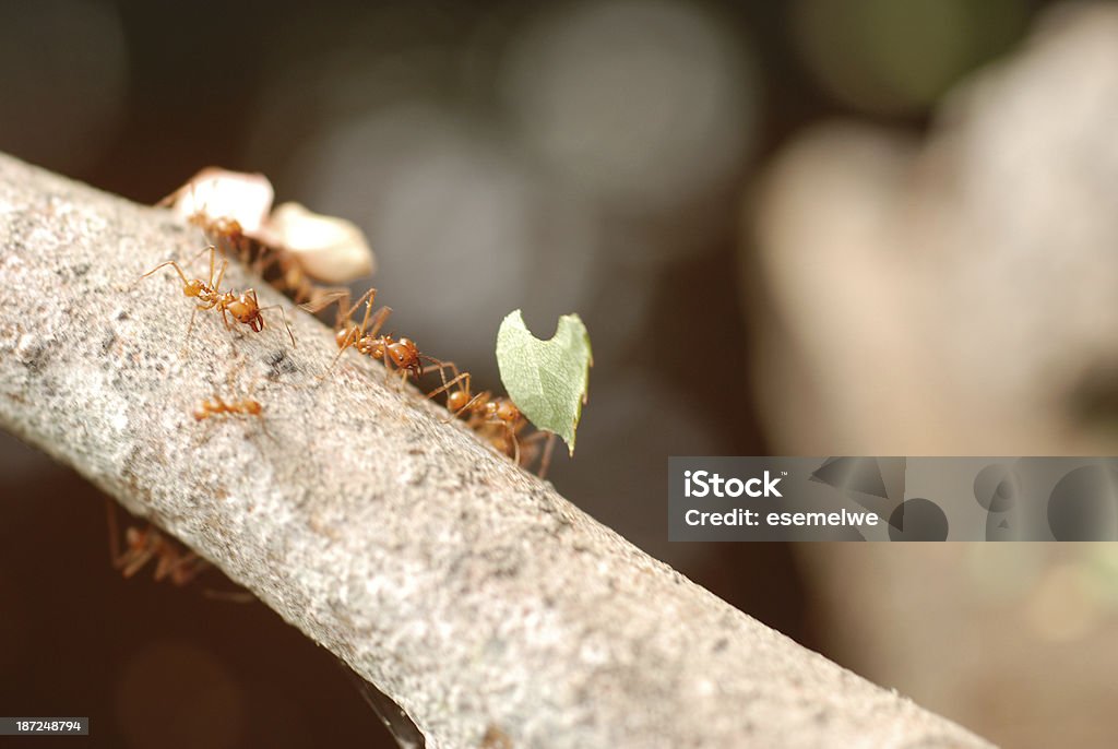 Leaf Cutter Ant (atta sp.) Leaf Cutter Ants (atta sp.) carrying leaf - very shallow depth of field Animal Stock Photo