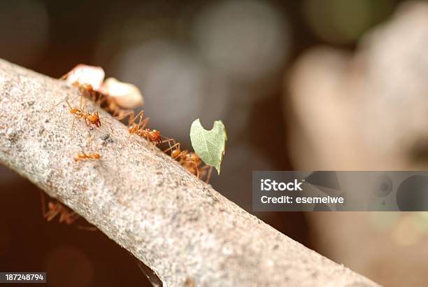 Leaf Cutter Ant Stock Photo - Download Image Now - Animal, Ant, Atta Sp