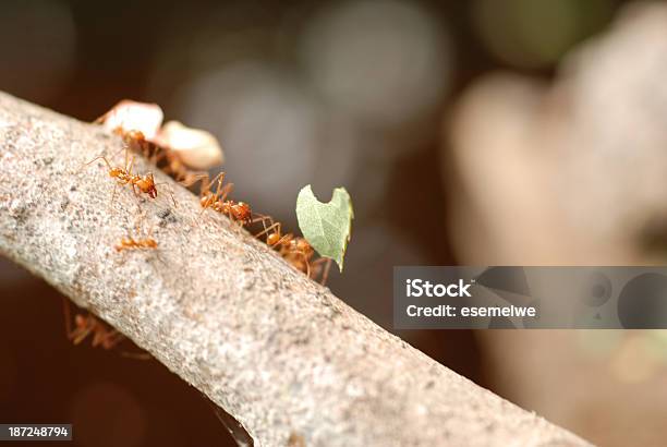 Mrówka Ścinająca Liście - zdjęcia stockowe i więcej obrazów Atta Sp - Atta Sp, Bez ludzi, Bliskie zbliżenie