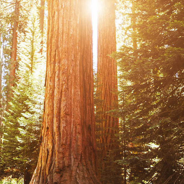 http://blogtoscano.altervista.org/istockbanner/tree.jpg