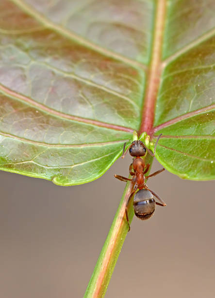 istock ants on the green leaf 187249338