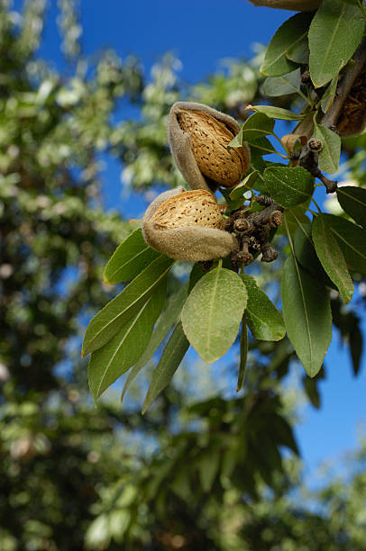 istock Close-up of Ripening Almonds on Tree 187250579