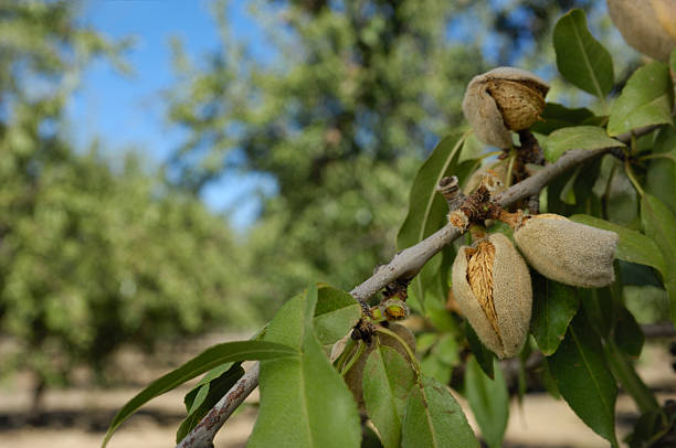 istock Close-up of Ripening Almonds on Tree 187250633