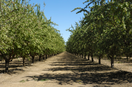 Almond (Prunus dulcis) orchard with ripening fruit on trees.