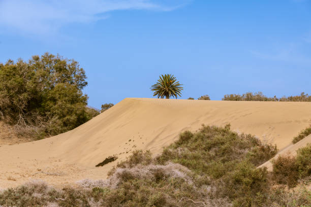 Hiking In The Dunes Of Maspalomas In The South Of Gran Canaria
