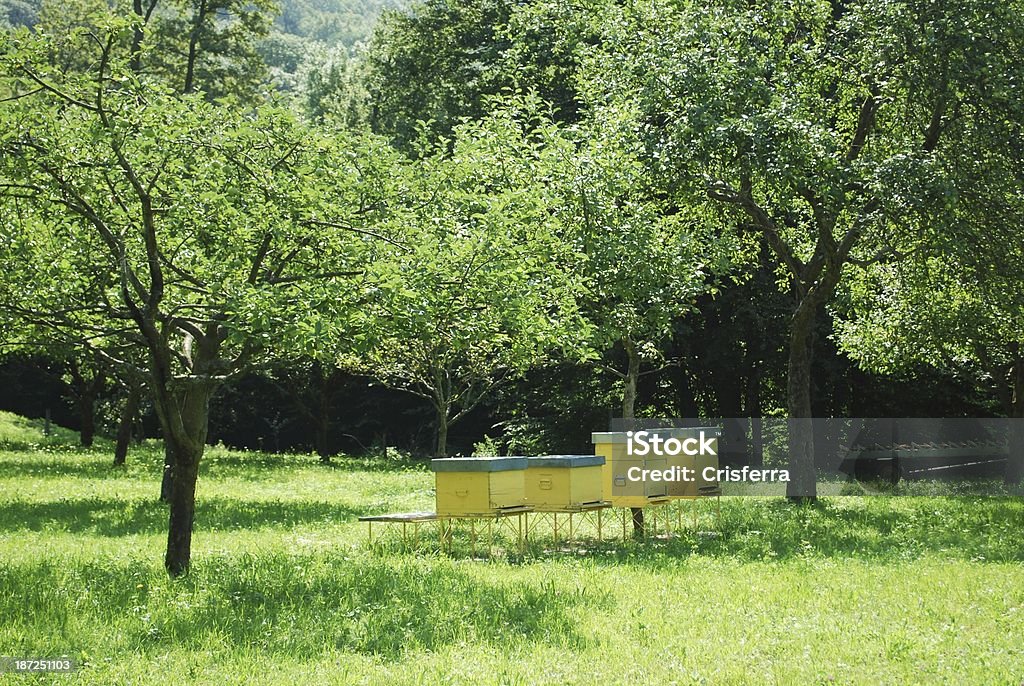 Giallo beehives - Foto stock royalty-free di Albero