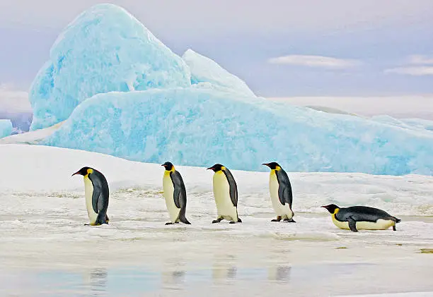 Photo of Emperor Penguins and Blue Iceberg
