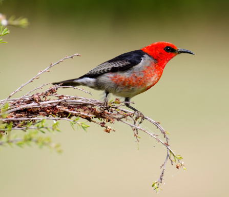 Australia's scarlet honeyeater is no larger than a sparrow but stunningly beautiful. This is a young male, still devloping his full scarlet breast.