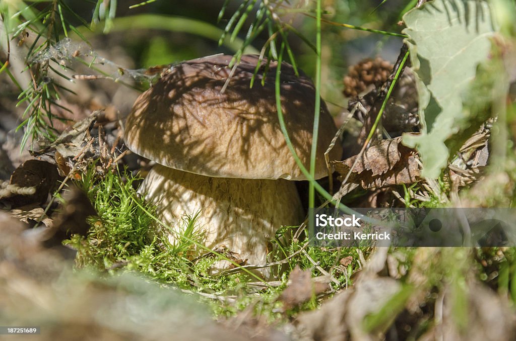 Gelbe Steinpilz versteckte im Sonnenlicht - Lizenzfrei Blatt - Pflanzenbestandteile Stock-Foto