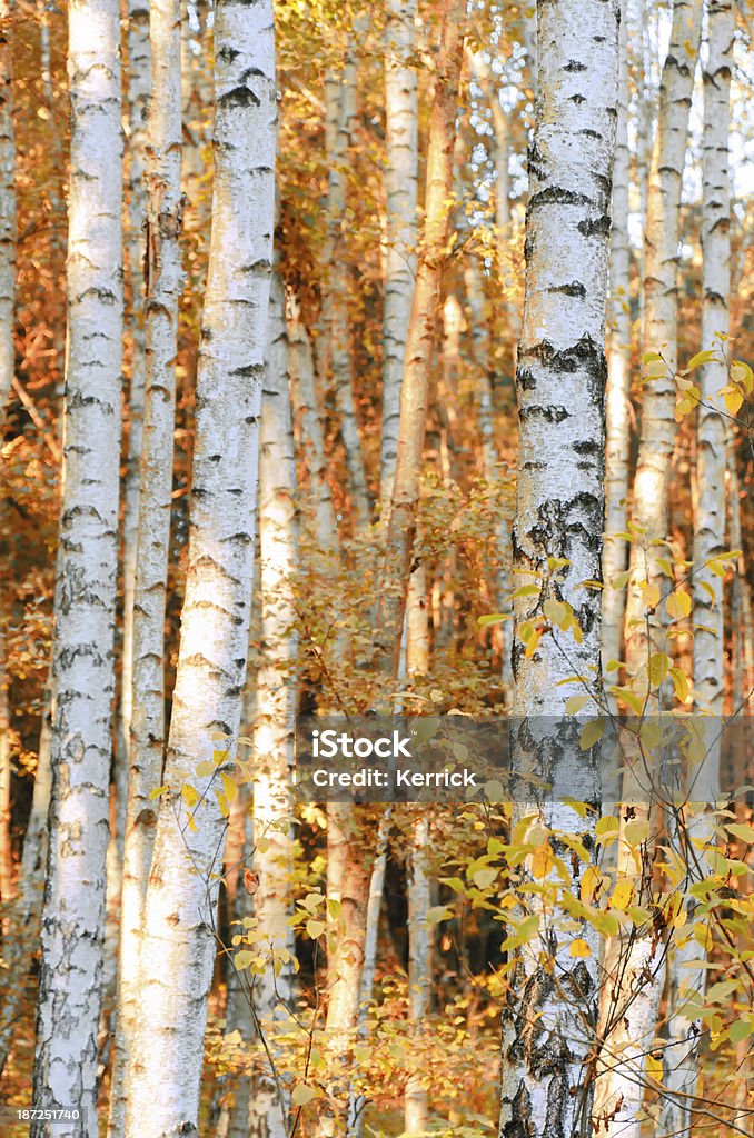 Birken in den Herbst - Lizenzfrei Wald Stock-Foto