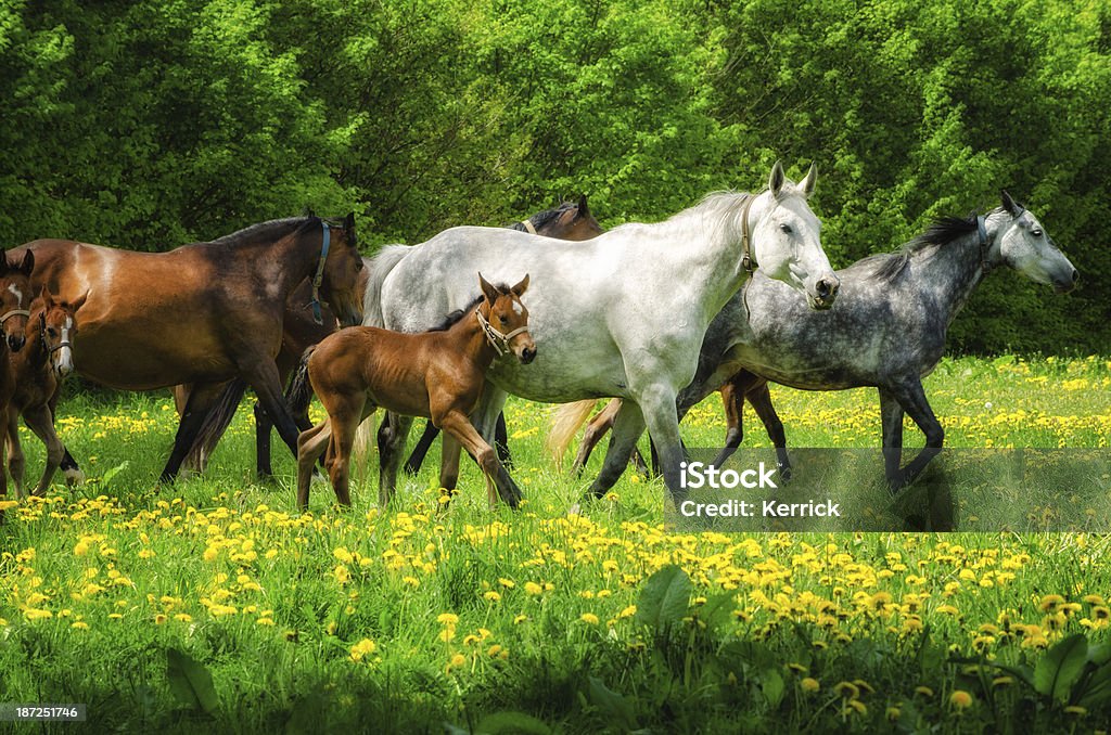 Herde von Pferden warmblood - Lizenzfrei Fohlen Stock-Foto