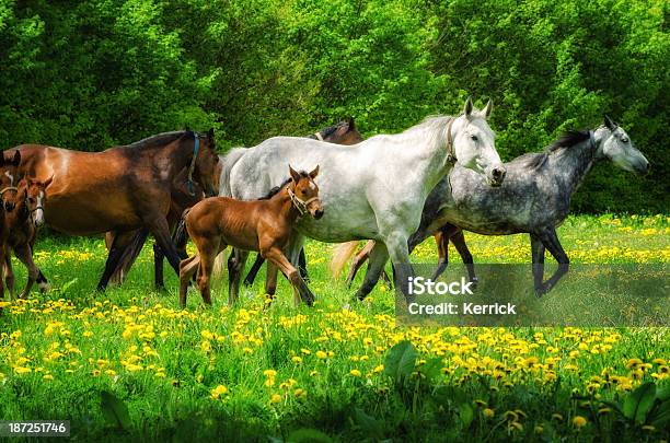 Herde Von Pferden Warmblood Stockfoto und mehr Bilder von Fohlen - Fohlen, Stutenfohlen, Aktivitäten und Sport