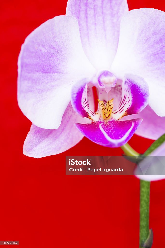 Makro z Orchidea Kwiat na tle w kolorze vivid red - Zbiór zdjęć royalty-free (Bez ludzi)