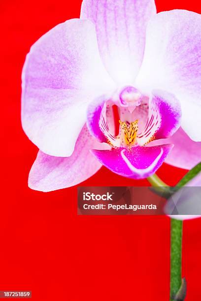 Makro Z Orchidea Kwiat Na Tle W Kolorze Vivid Red - zdjęcia stockowe i więcej obrazów Bez ludzi - Bez ludzi, Biały, Bliskie zbliżenie