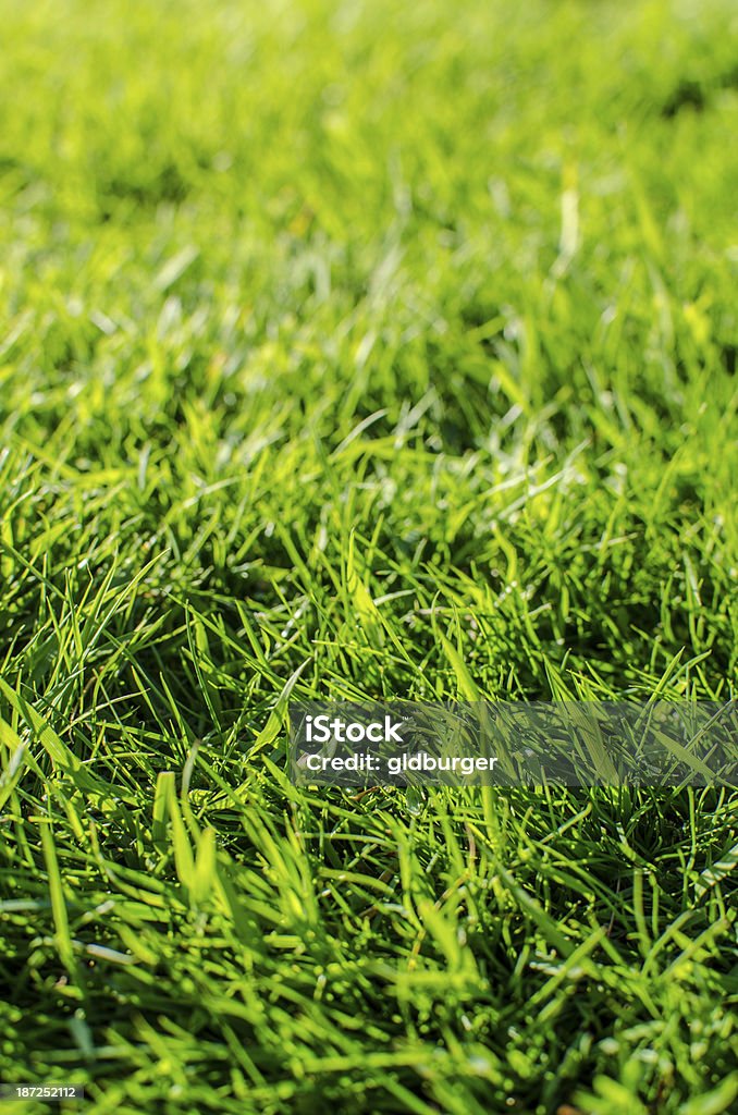 Fundo de grama verde - Foto de stock de Ambiente vegetal royalty-free