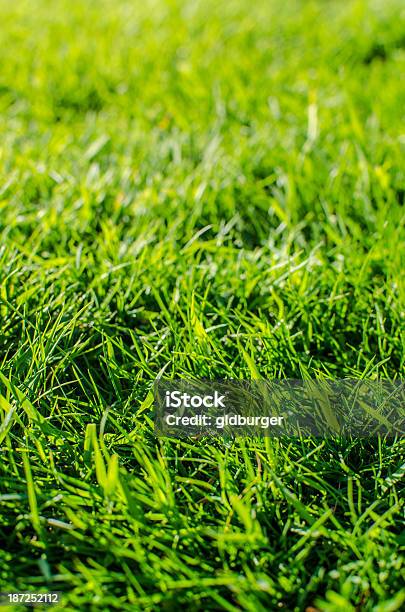 Foto de Fundo De Grama Verde e mais fotos de stock de Ambiente vegetal - Ambiente vegetal, Arranjo, Composição