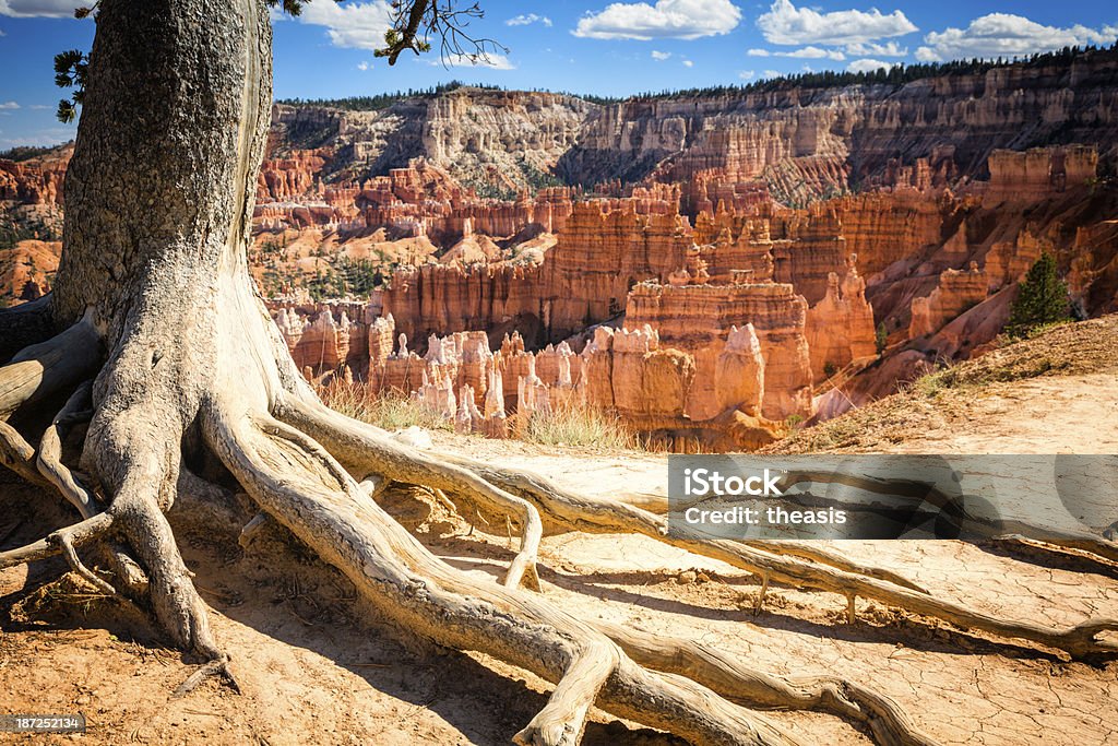 Bryce Canyon Looking down onto the golden sandstone hoodoos and ponderosa pine trees on the Navajo Loop Trail from the rim of Bryce Canyon National Park, Utah. Blue Stock Photo