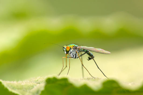 istock closeup of tabanidae insects on the grass 187252485