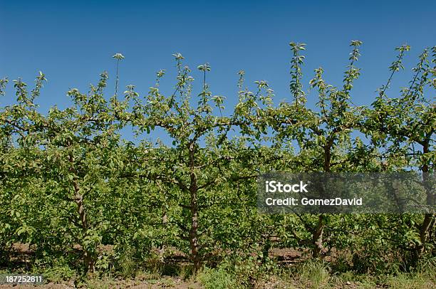 Espalier 유기 사과나무 과수원 0명에 대한 스톡 사진 및 기타 이미지 - 0명, 격자 구조물, 과수원