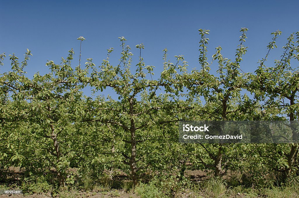 Espalier органических Яблоневый сад - Стоковые фото Без людей роялти-фри