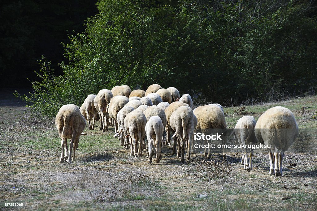 Stado owiec - Zbiór zdjęć royalty-free (Bez ludzi)