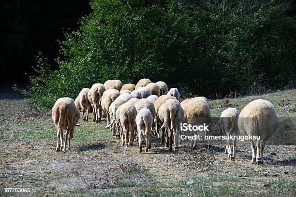 Stado Owiec - zdjęcia stockowe i więcej obrazów Bez ludzi - Bez ludzi, Fotografika, Gospodarstwo