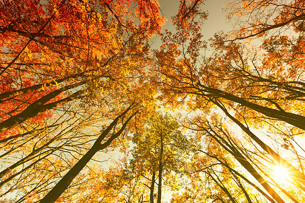 colorida floresta no outono - great smoky mountains great smoky mountains national park tree group of objects - fotografias e filmes do acervo