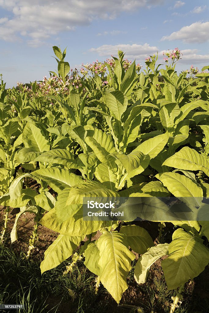 Instalações de tabaco - Royalty-free Agricultura Foto de stock