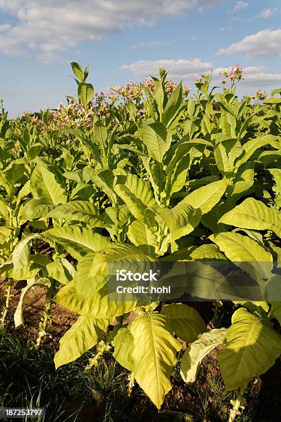 Instalações De Tabaco - Fotografias de stock e mais imagens de Agricultura - Agricultura, Amarelo, Ao Ar Livre