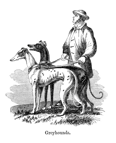 Vintage engraving showing a an with two Greyhounds, 1864