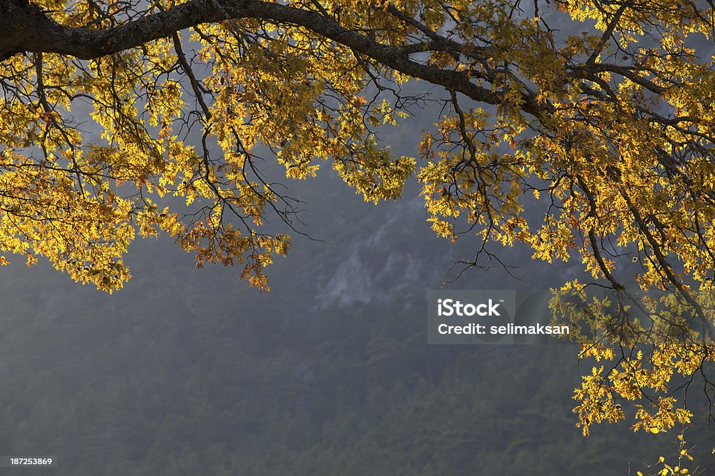 Клен дерево ветвь с желтый Осенний Рамка в форме листьев - Стоковые фото Без людей роялти-фри