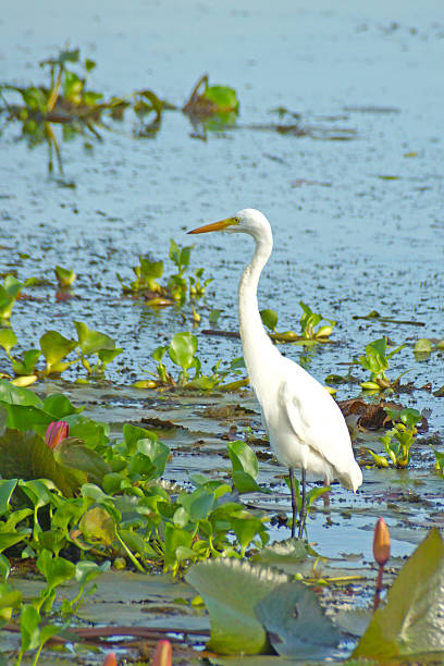 istock Egret in the lake. 187255342