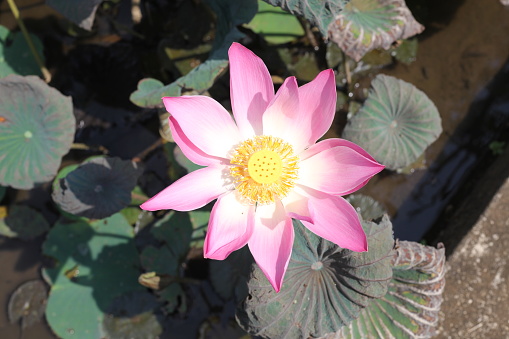 Pink lotus flower blooming in the garden, selective focus.