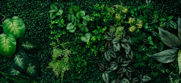 istock abstract green leaf texture, tropical leaf foliage nature dark green background 1872558886