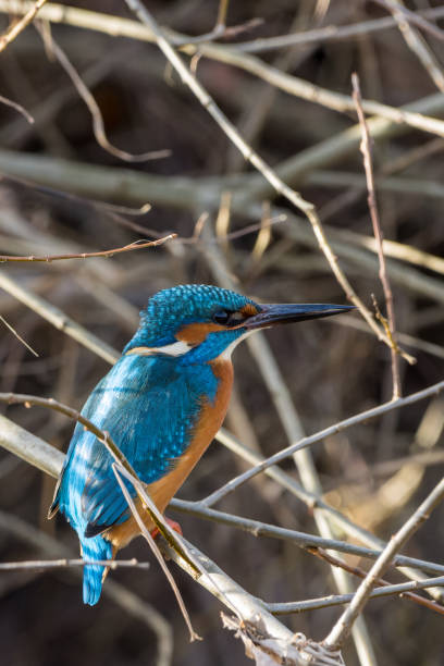 istock A kingfisher (Alcedo atthis) sits on a branch and waits for fish to eat. 1872560192